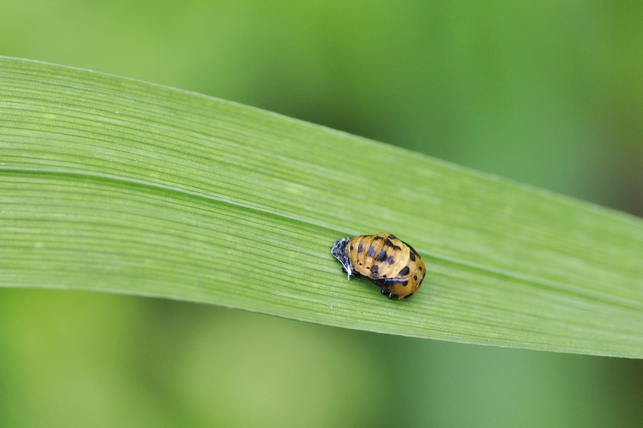 Natural Pest Control - Methods and Benefits